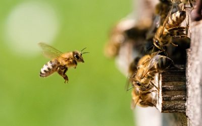 BEE UPDATED! – News from our smallest employees